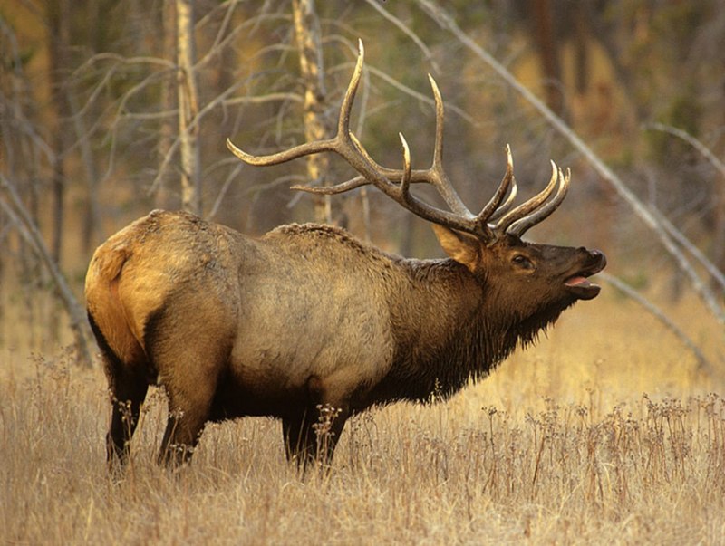 Cervus canadensis