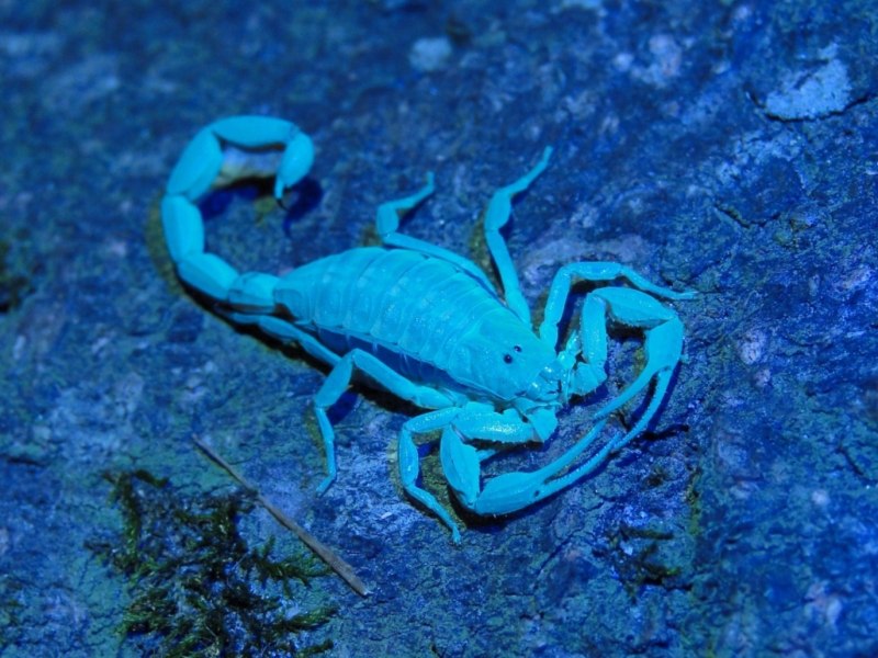 Parioscorpio Venator