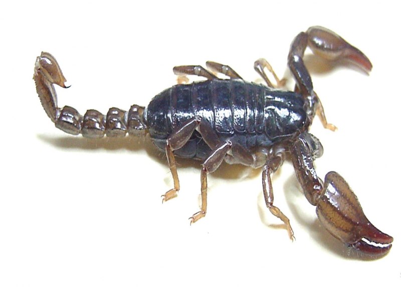 Зеленый Scorpion