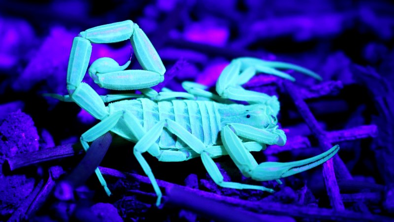 Азиатский Лесной Скорпион Heterometrus longimanus