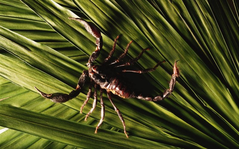 Euscorpius flavicaudis
