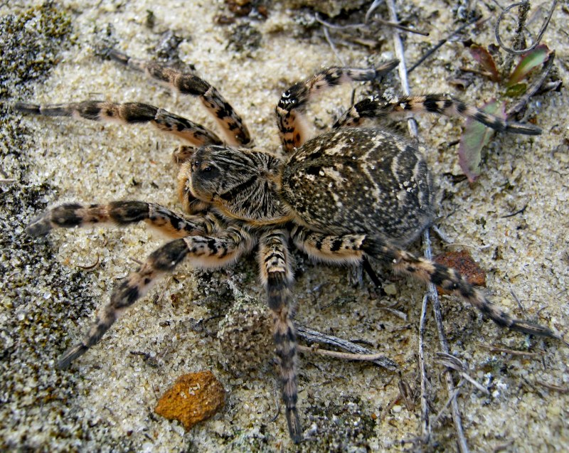 Тарантул Lycosa singoriensis