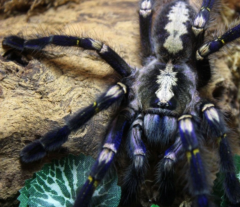 Poecilotheria Metallica паук