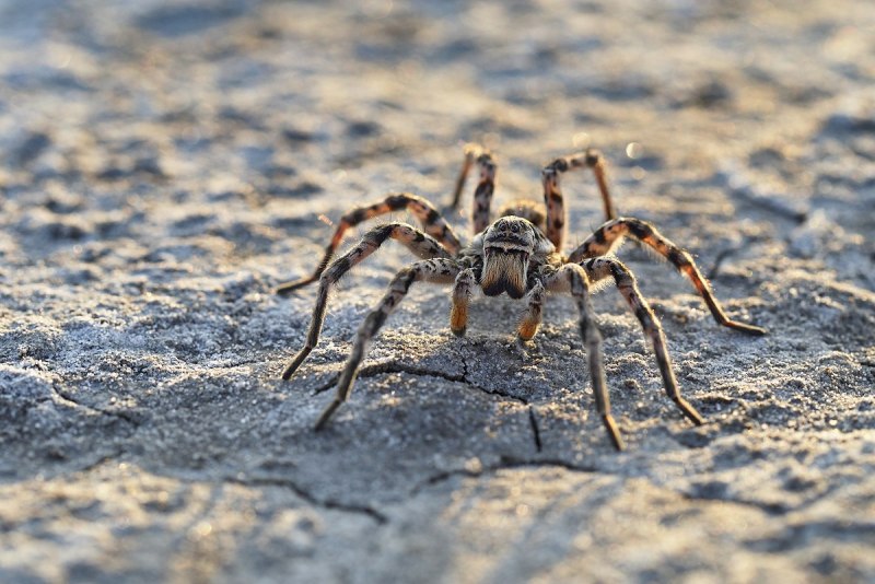 Тарантул Lycosa singoriensis