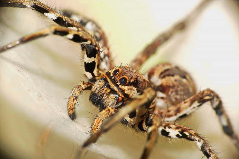 Тарантул Lycosa singoriensis