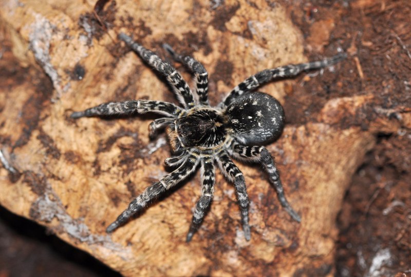 Lycosa Narbonensis