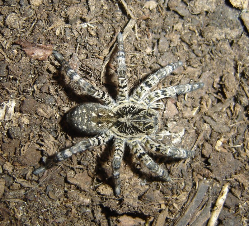 Тарантул Lycosa singoriensis