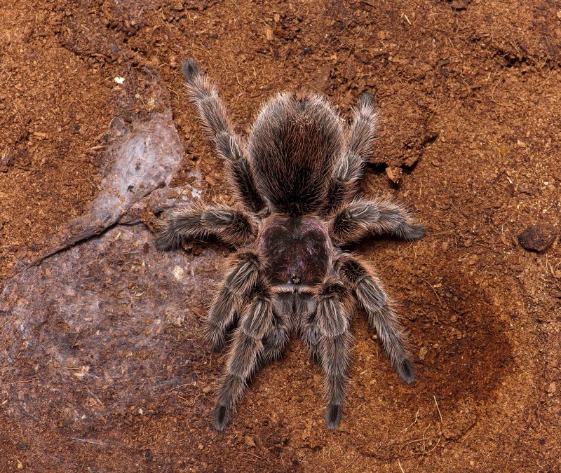 Тарантул Lycosa Narbonensis