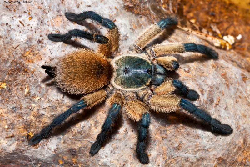 Паук-птицеед Poecilotheria Ornata