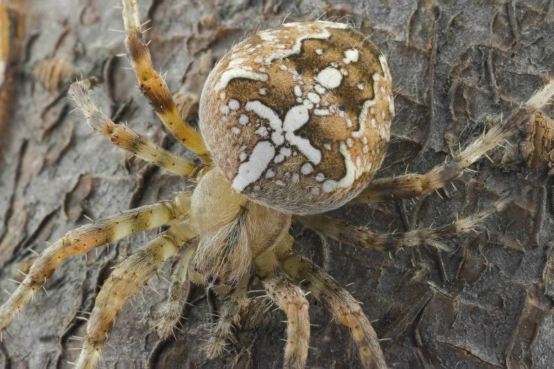 Паук Brachypelma Vagans