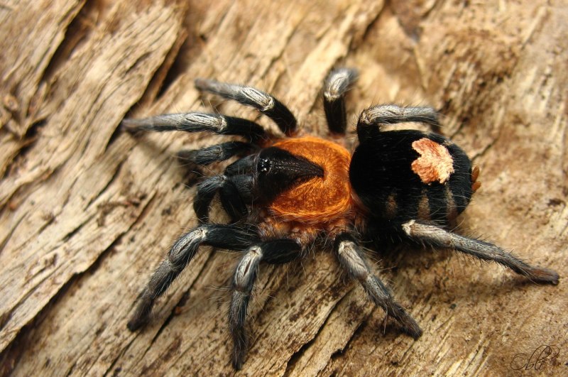 Araneus diadematus - крестовик