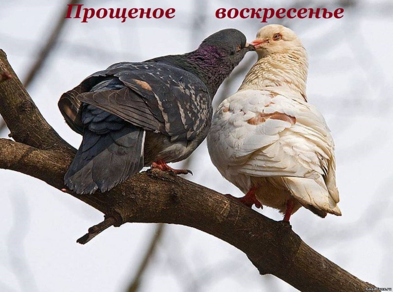 Голуби сношаются