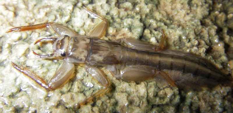 Отряд Ephemeroptera – поденки, личинки