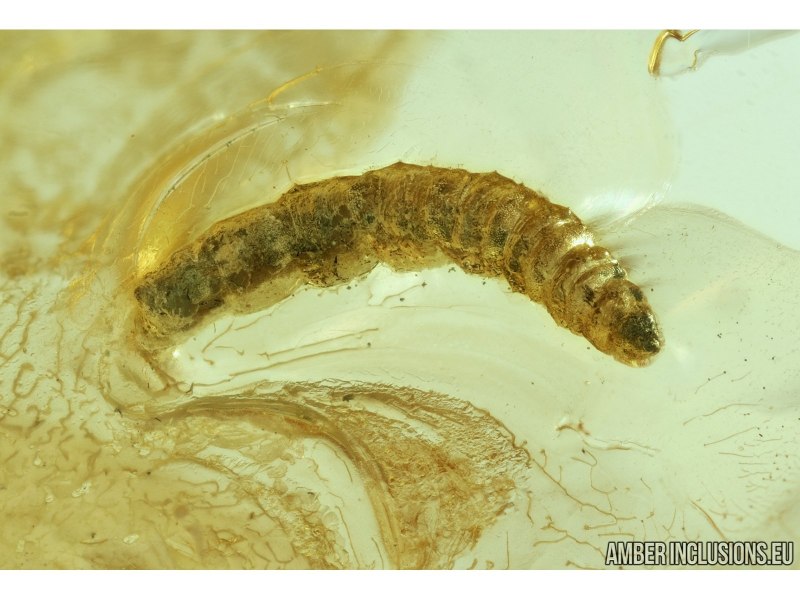 Личинка Dytiscus marginalis