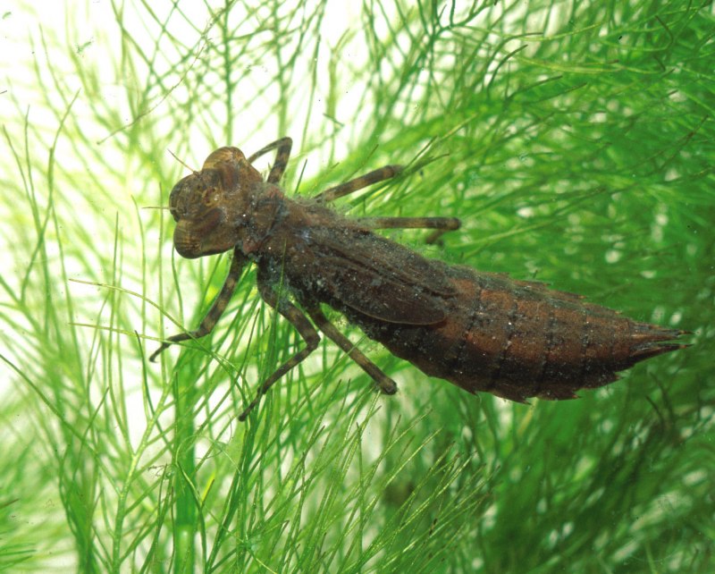 Plecoptera личинка