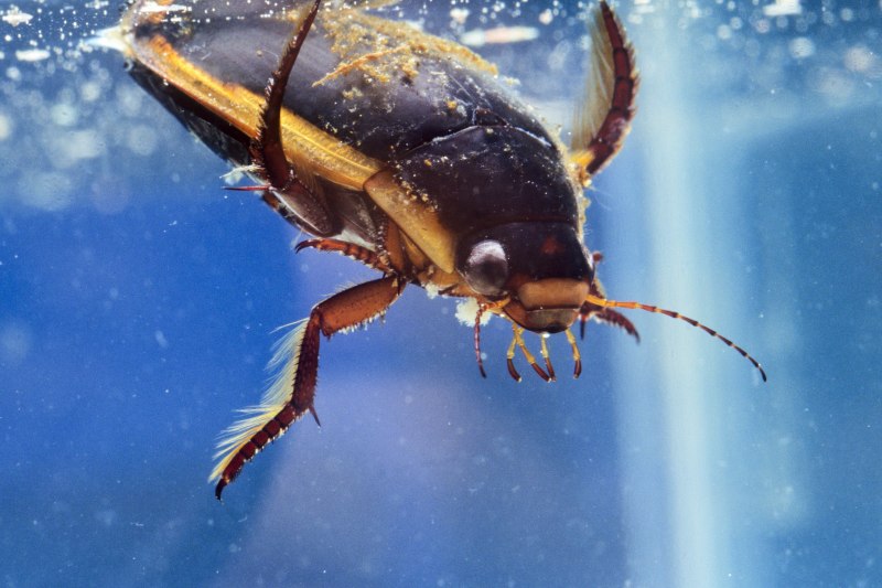 Личинка Dytiscus marginalis