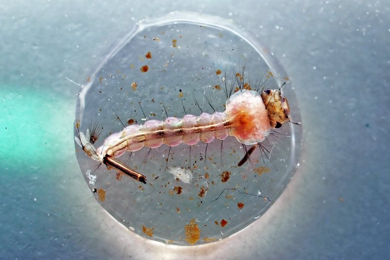 Empididae личинки