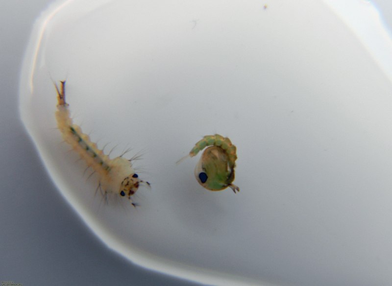 Lestidae личинка
