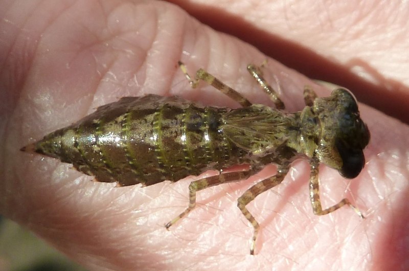 Личинки поденок (Ephemeroptera)