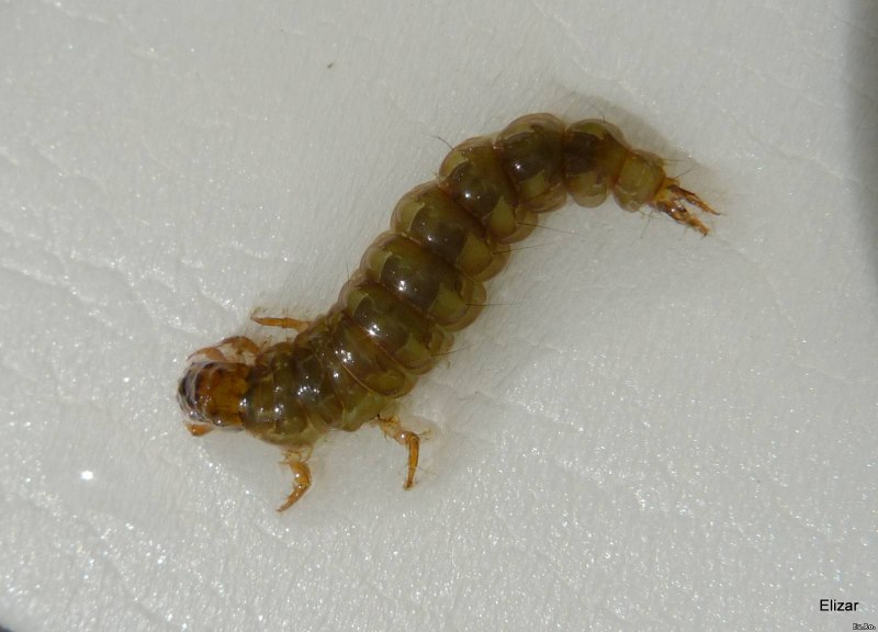 Dicranota bimaculata личинка