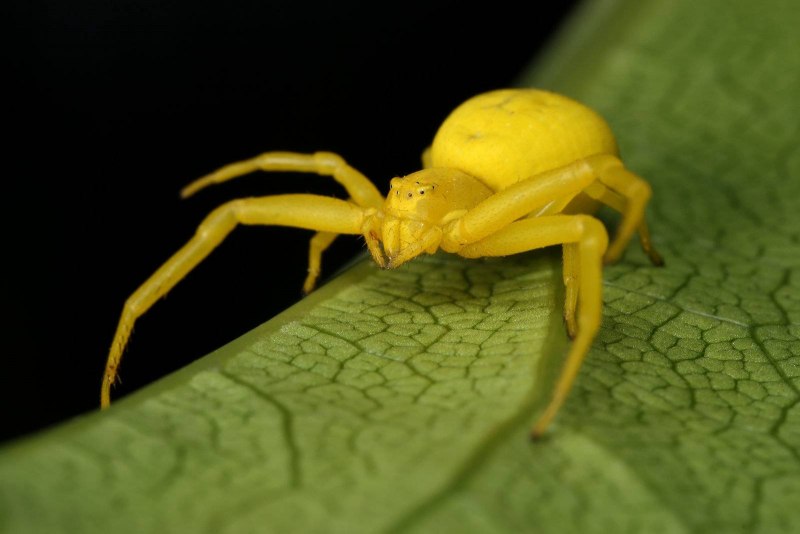 Королевский паук скакун