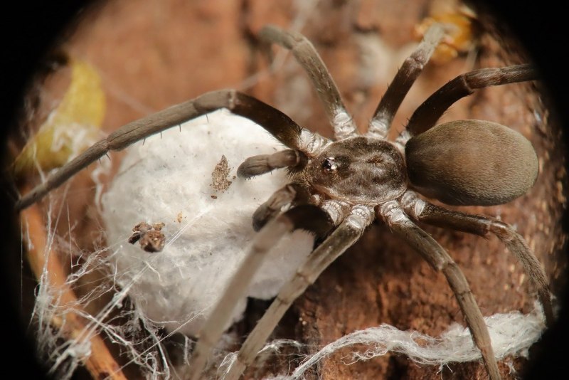 Grammostola mollicoma