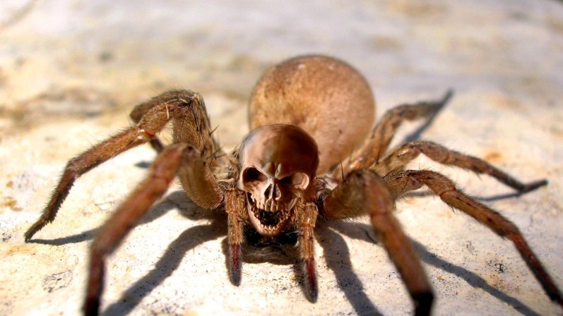 Phidippus Audax