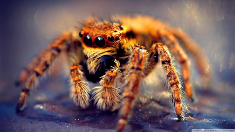 Larinioides sclopetarius