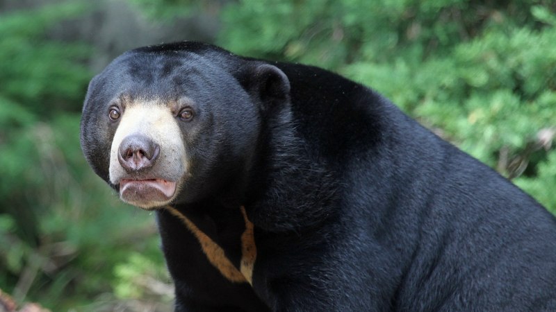 Helarctos malayanus