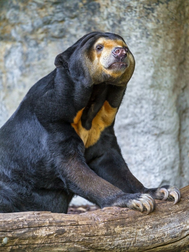 Helarctos malayanus