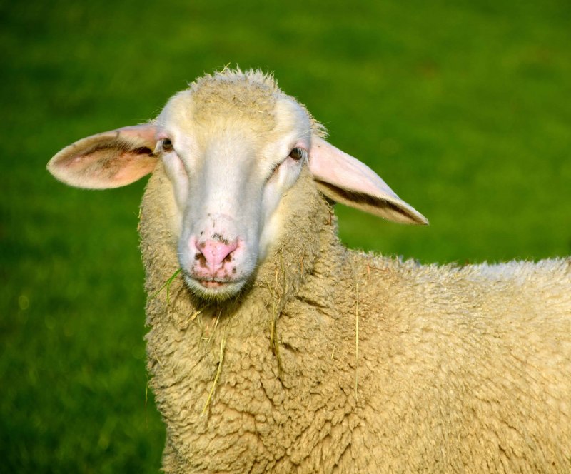 Желтая овца (54 фото)