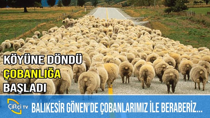 Баранье стадо