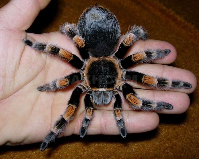 Паук-птицеед геникулята Acanthoscurria geniculata