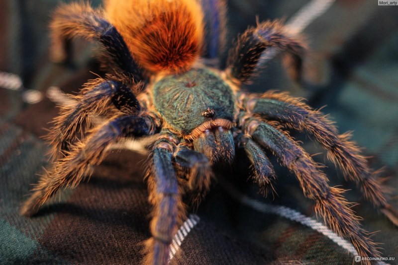 Паук-птицеед Brachypelma klaasi