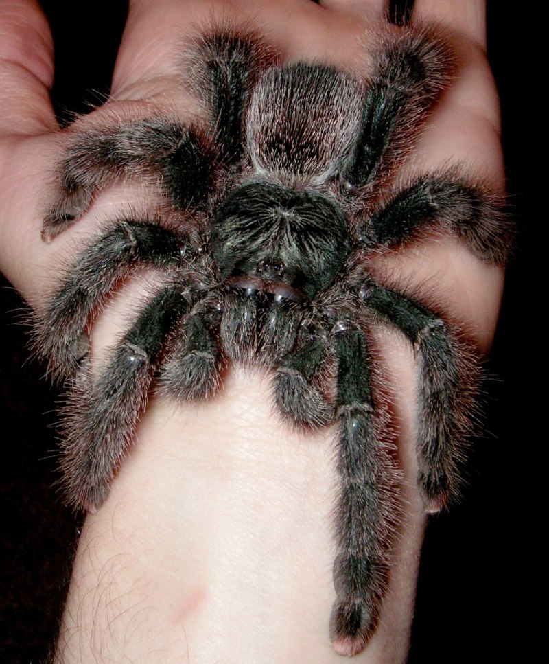 Самка Poecilotheria Metallica