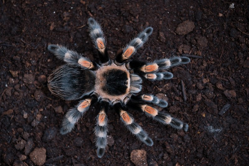 Паук-птицеед Chromatopelma cyaneopubescens
