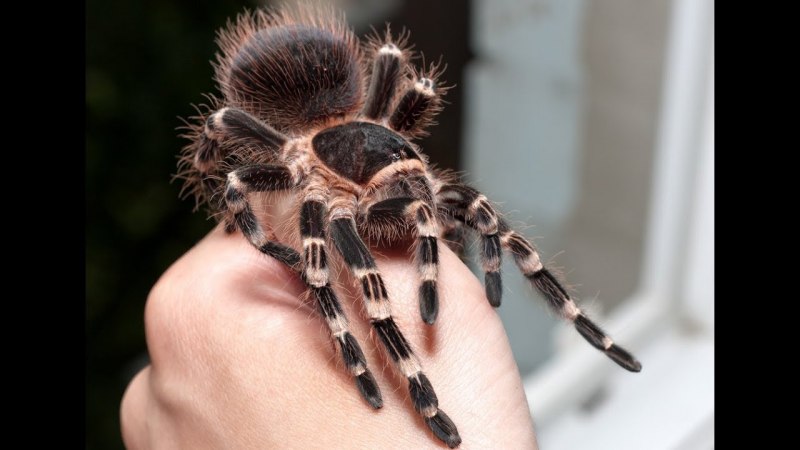Паук птицеед Poecilotheria Metallica