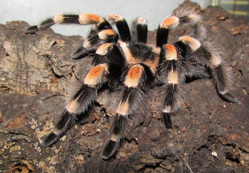 Grammostola aureostriata