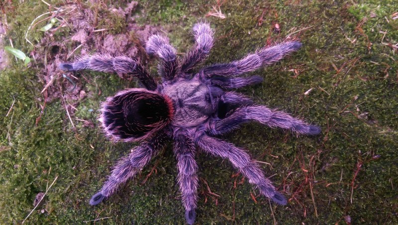 Тарантул Lycosa Narbonensis