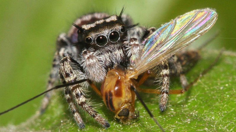Phidippus Audax (паук-скакун)