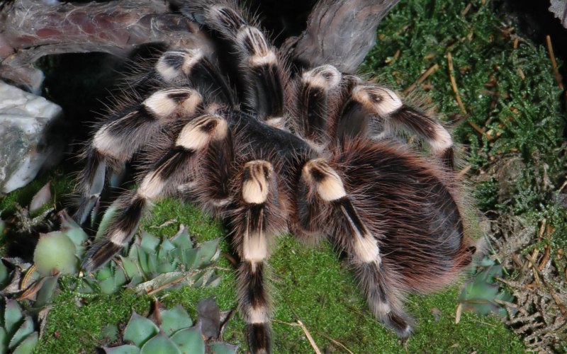 Phidippus Audax (паук-скакун)