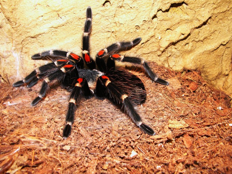 Phidippus mystaceus