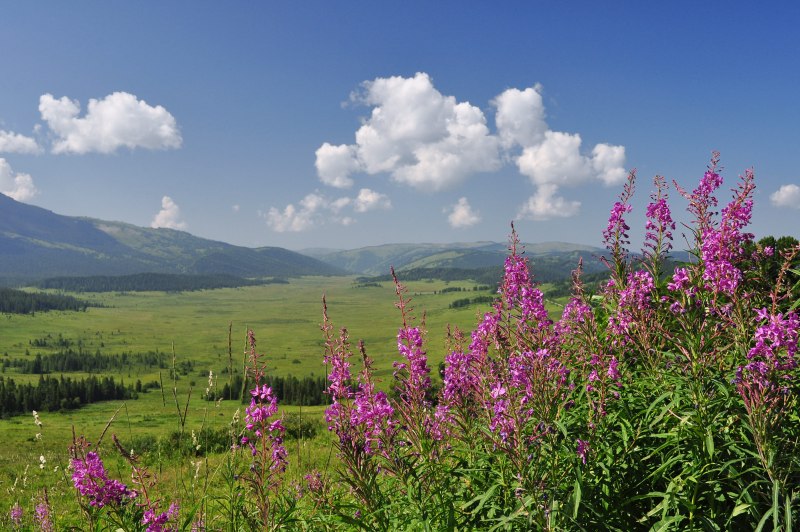 Копеечник Биберштейна