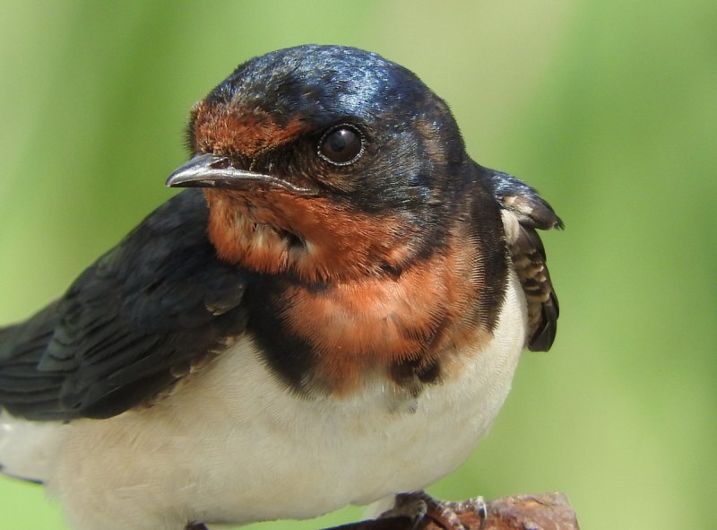 Деревенская Ласточка – Hirundo Rustica