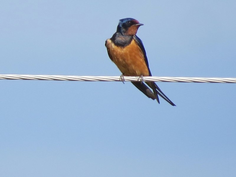 Hirundo Rustica самец