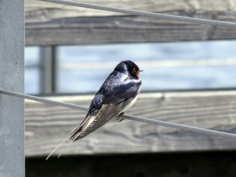 Деревенская Ласточка – Hirundo Rustica