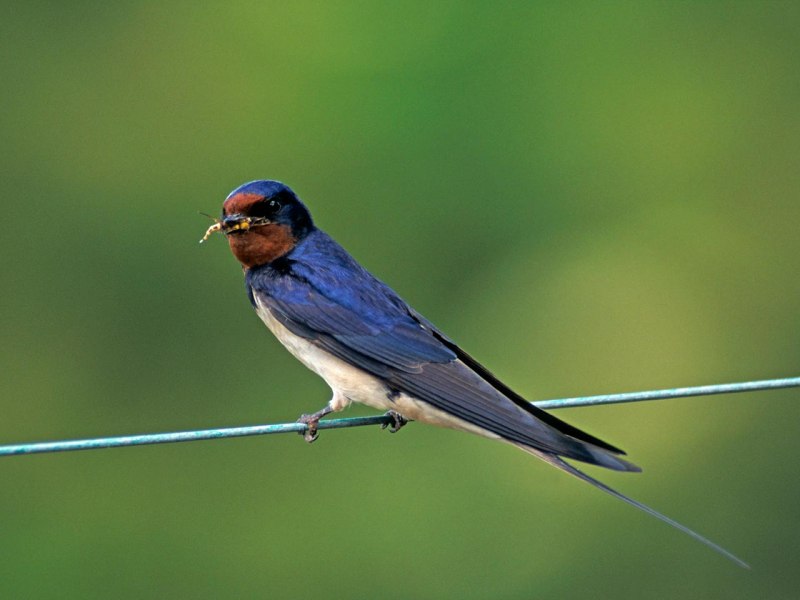Swallow птица