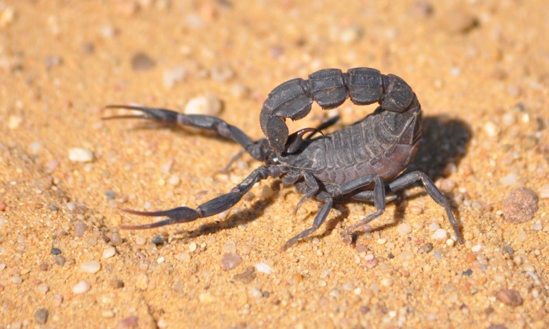 Androctonus mauritanicus