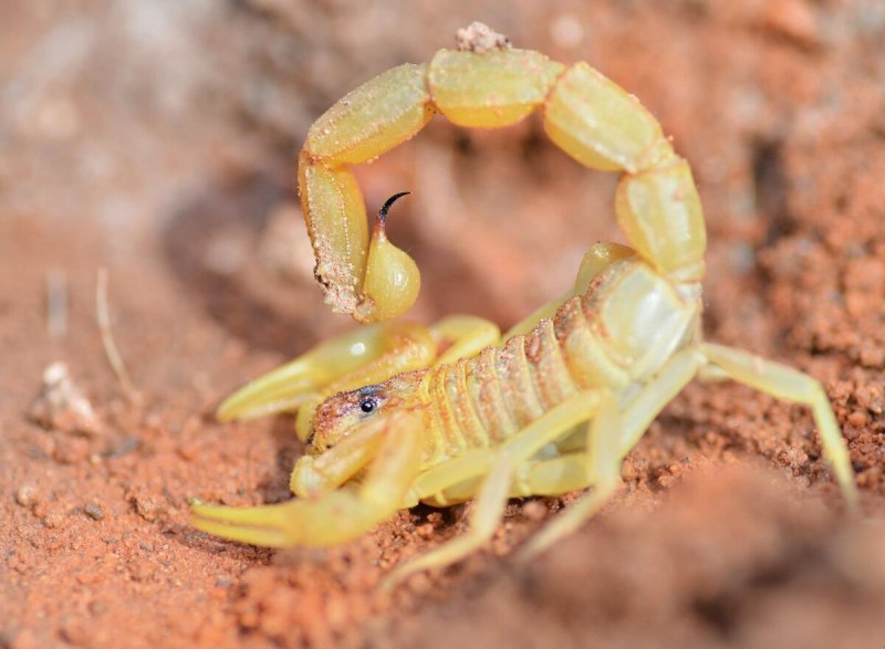 Androctonus crassicauda