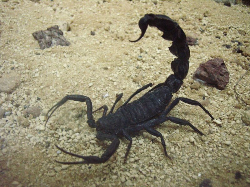 Гигантский Скорпион